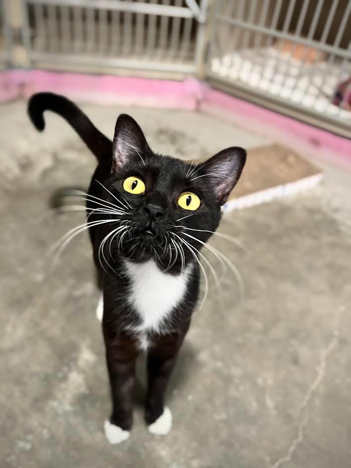 Miss Rococo, a Adoptable mixed breed in Canyon Country, CA image 4/6