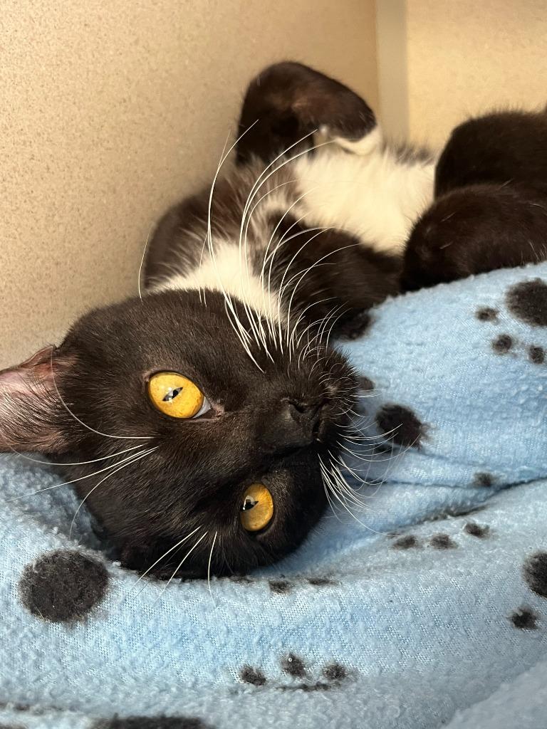 Miss Rococo, a Adoptable mixed breed in Canyon Country, CA image 6/6