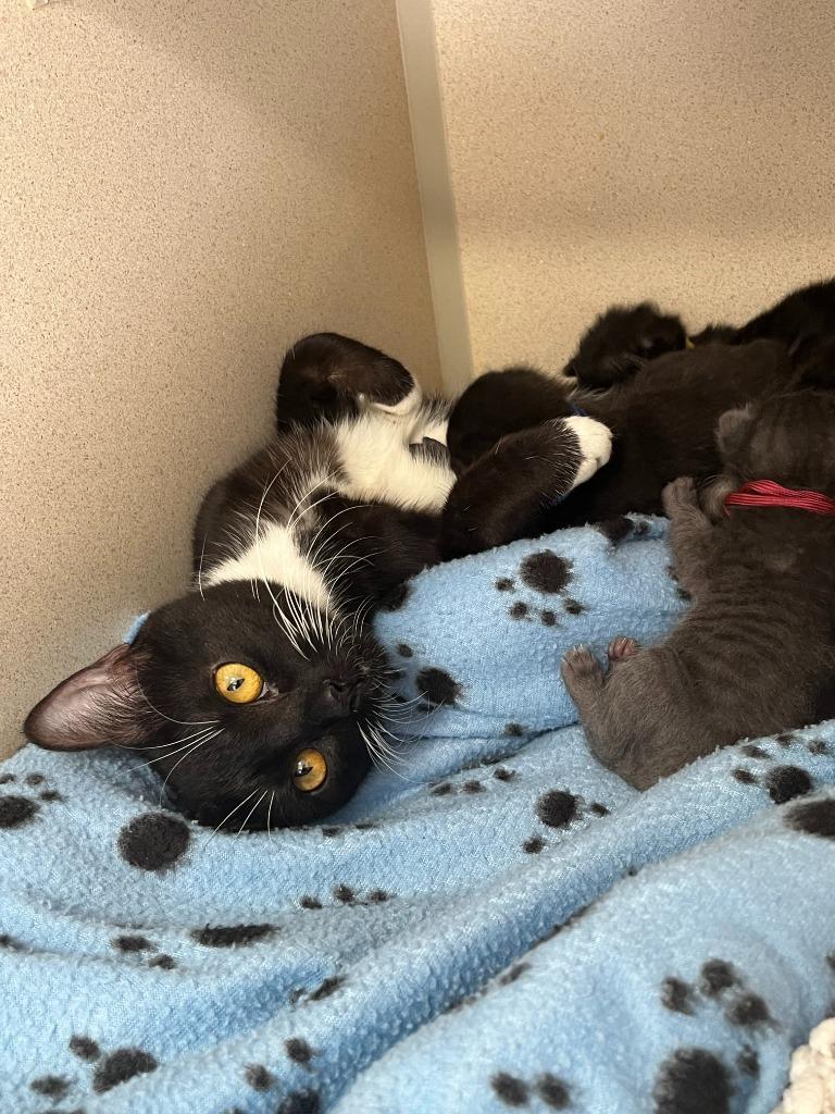 Enlarge Miss Rococo, a Adoptable mixed breed in Canyon Country, CA image 5/6