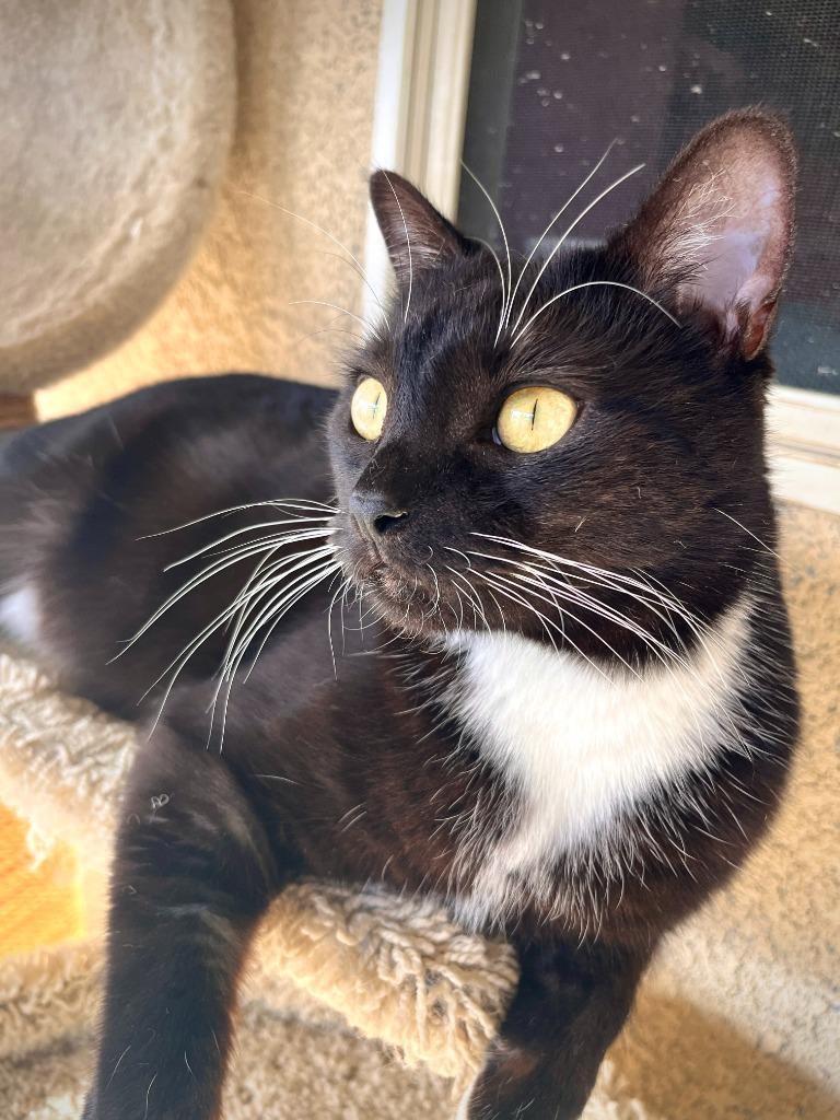 Enlarge Miss Rococo, a Adoptable mixed breed in Canyon Country, CA image 6/6