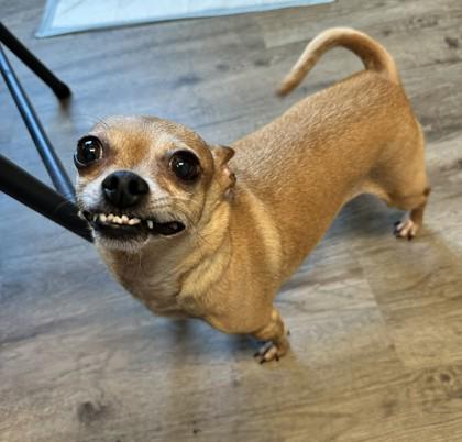 Susie — thumbnail 2