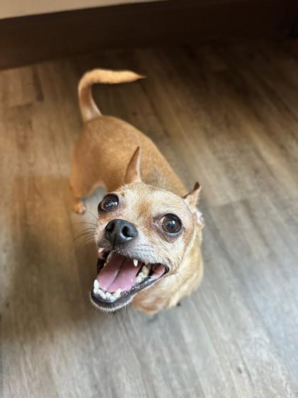 Susie — thumbnail 3