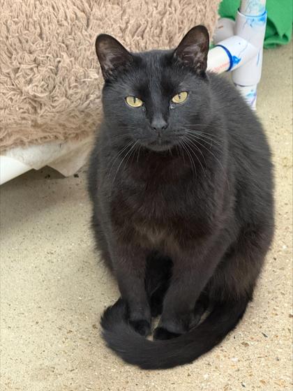 Enlarge Gordo - Available in Foster, a Adoptable mixed breed in Madison, NJ image 1/3