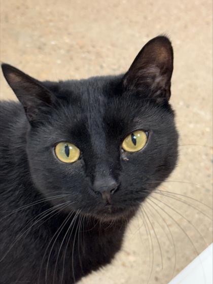 Enlarge Gordo - Available in Foster, a Adoptable mixed breed in Madison, NJ image 2/3