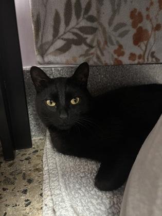 Enlarge Gordo - Available in Foster, a Adoptable mixed breed in Madison, NJ image 3/3