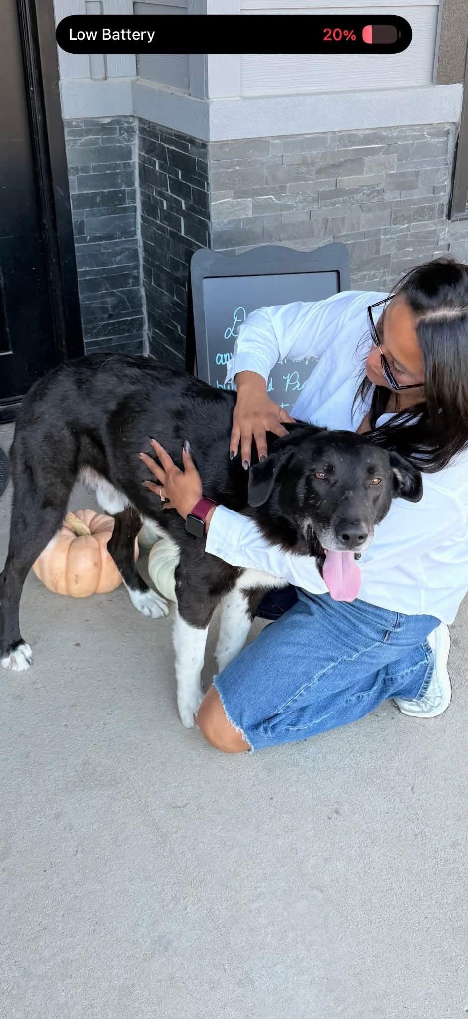 Bruno, a Adoptable Border Collie in Dallas, TX image 1/3