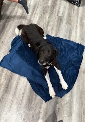 Bruno, a Adoptable Border Collie in Dallas, TX image 2/3