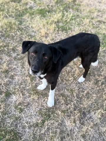 Bruno, a Adoptable Border Collie in Dallas, TX image 3/3