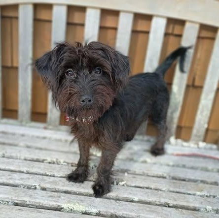 Enlarge Lily, a ADOPTABLE mixed breed in Nantucket, MA image 1/1