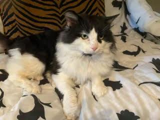 Enlarge Ozzy, a Adoptable Domestic Medium Hair in Toronto, ON image 4/4