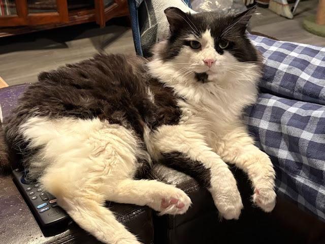 Enlarge Ozzy, a Adoptable Domestic Medium Hair in Toronto, ON image 1/4