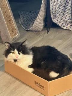 Enlarge Ozzy, a Adoptable Domestic Medium Hair in Toronto, ON image 2/4