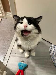 Enlarge Ozzy, a Adoptable Domestic Medium Hair in Toronto, ON image 3/4