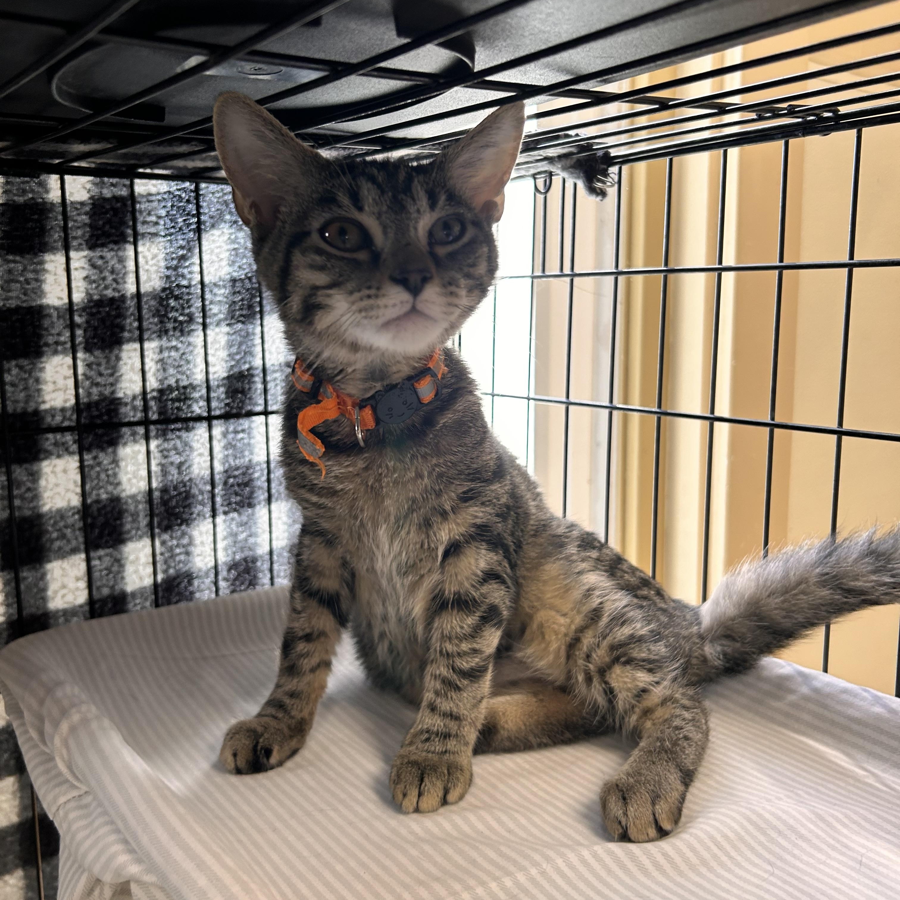 Chickadee, Adopted, Young Female Domestic Short Hair.