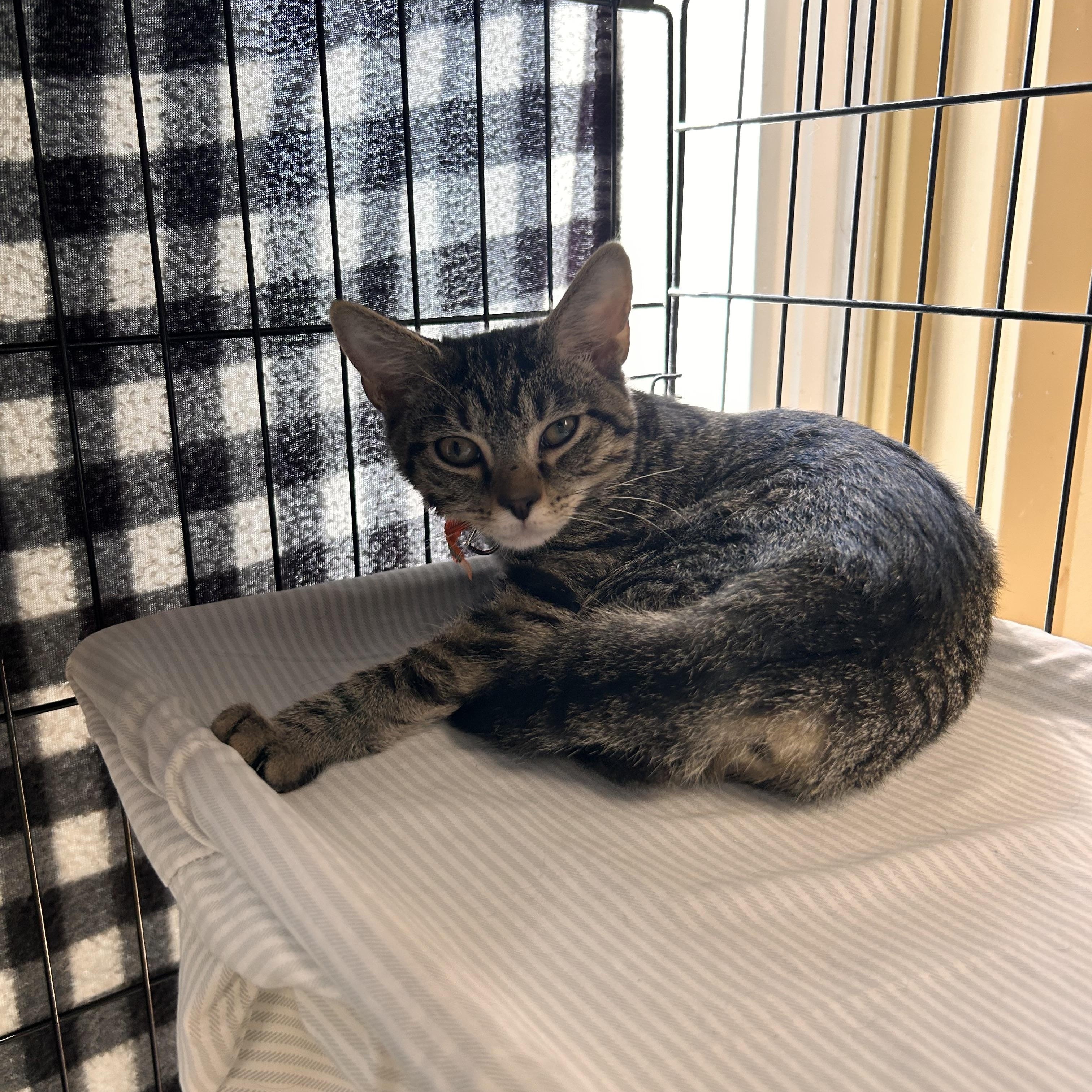 Enlarge Chickadee, a Adopted Domestic Short Hair in Myerstown, PA image 2/2