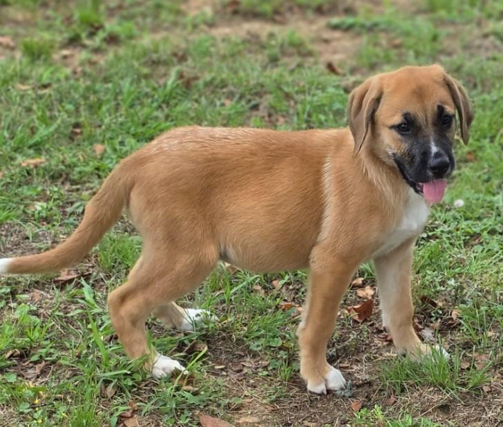 Enlarge Uhura, an adopted mixed breed in Enfield , CT image 3/4