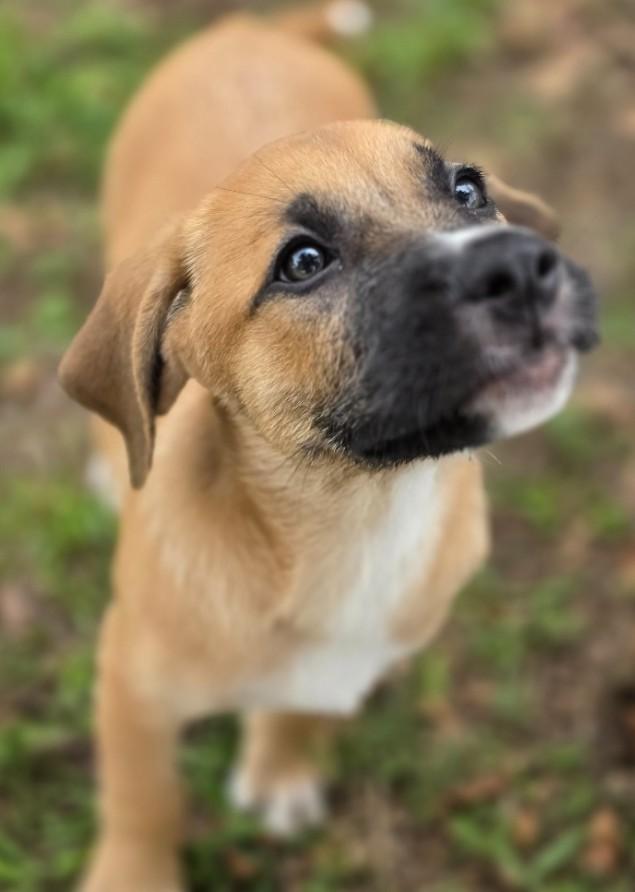 Enlarge Uhura, an adopted mixed breed in Enfield , CT image 4/4