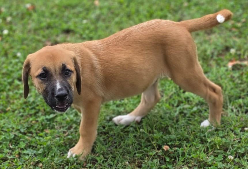 Enlarge Uhura, an adopted mixed breed in Enfield , CT image 1/4