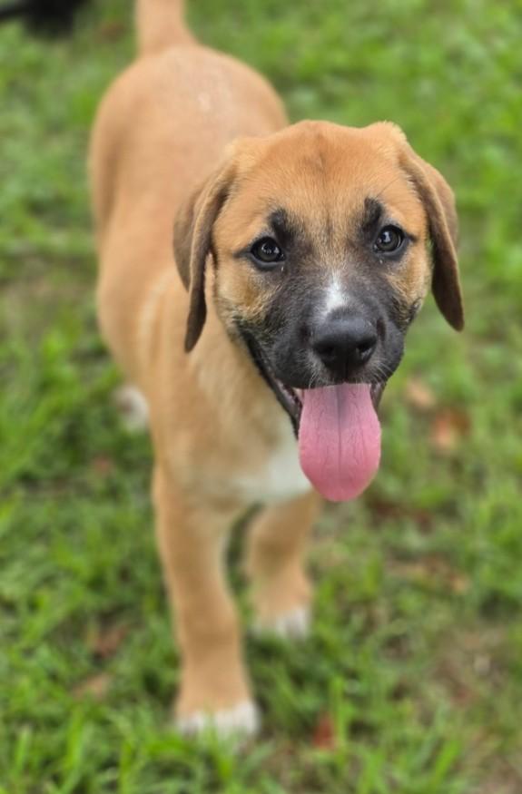 Enlarge Uhura, an adopted mixed breed in Enfield , CT image 2/4