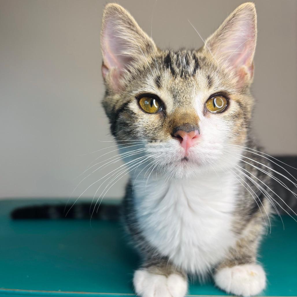 Greg Brady, Adoptable, Kitten Male Domestic Short Hair.