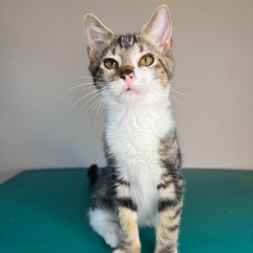 Enlarge Greg Brady, a Adoptable Domestic Short Hair in Woodbury, NJ image 2/5