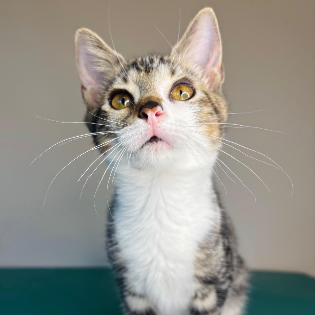Enlarge Greg Brady, a Adoptable Domestic Short Hair in Woodbury, NJ image 3/5