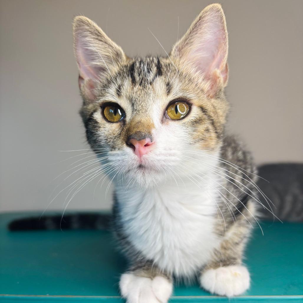 Enlarge Greg Brady, a Adoptable Domestic Short Hair in Woodbury, NJ image 4/5