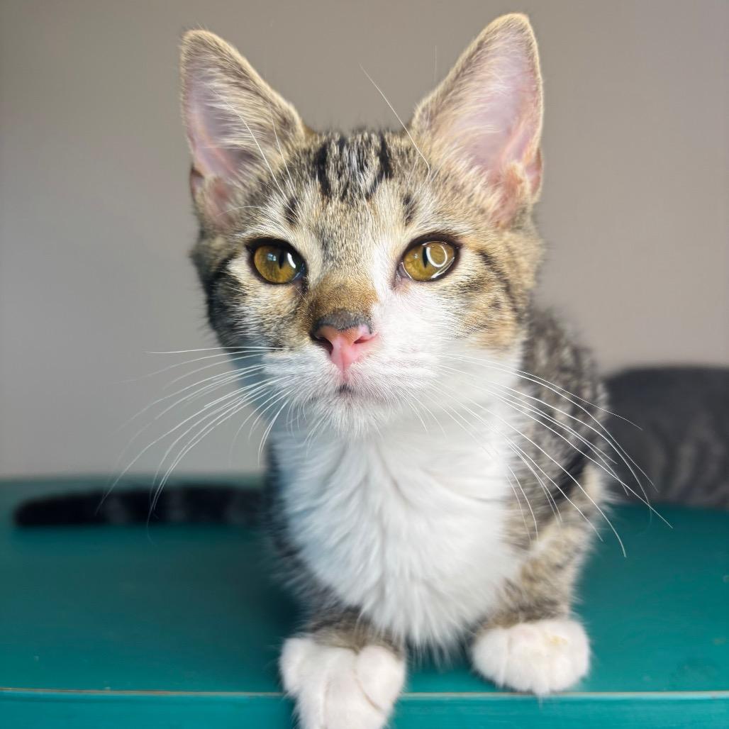 Enlarge Greg Brady, a Adoptable Domestic Short Hair in Woodbury, NJ image 5/5