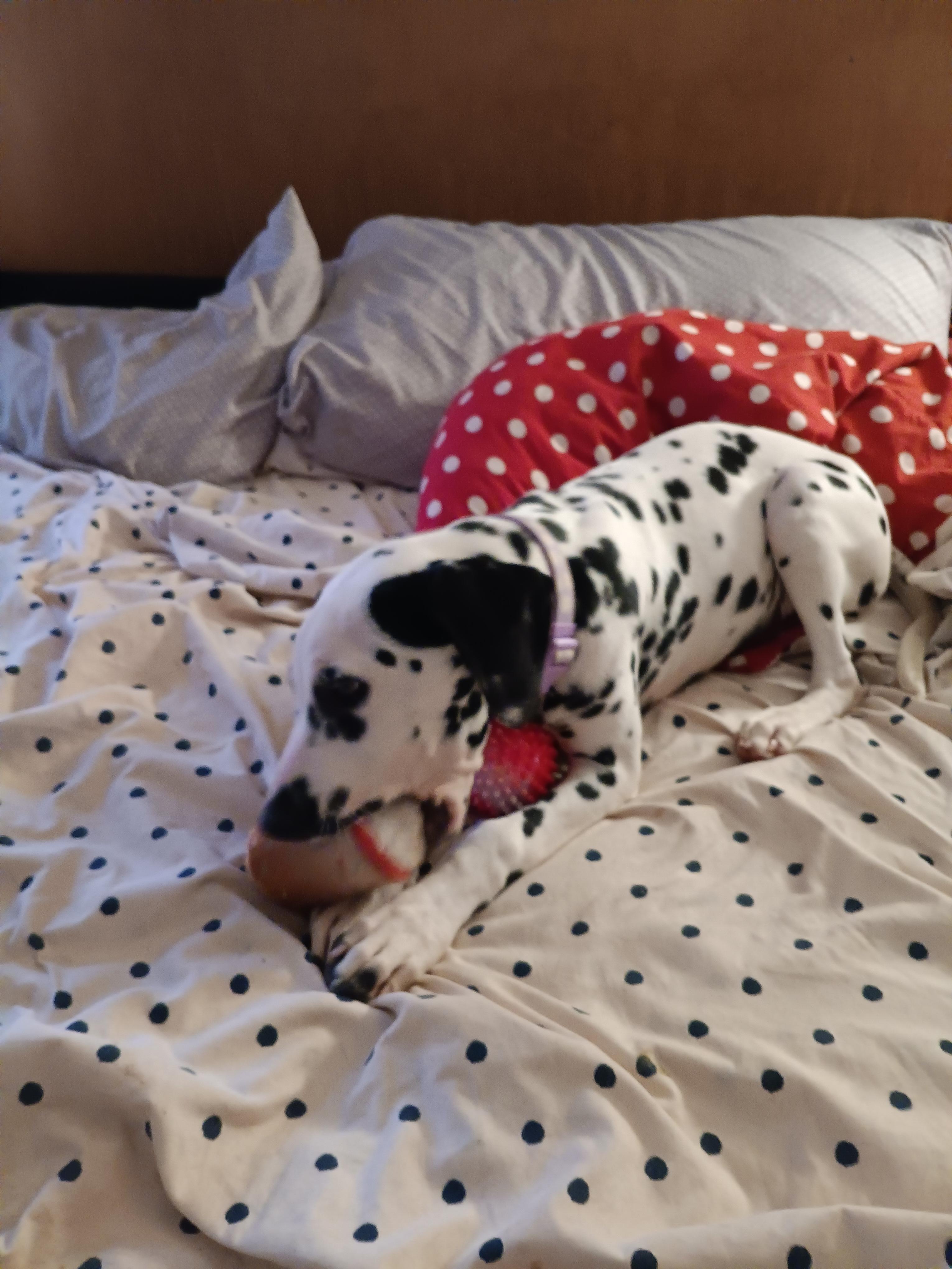 Daisy, ADOPTABLE, Young Female Dalmatian.
