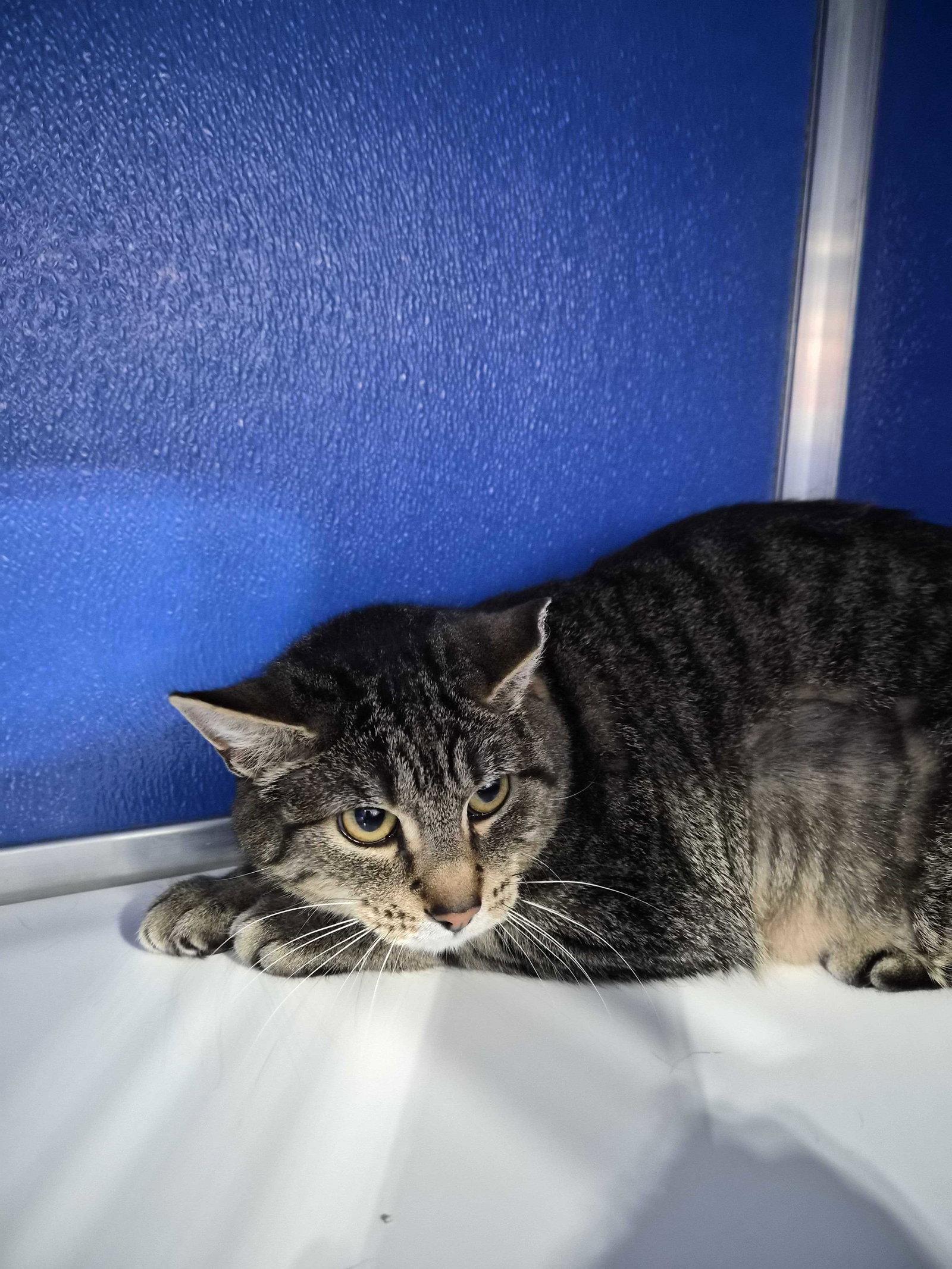 Enlarge Pelly, a Adoptable Domestic Short Hair in Colorado Springs, CO image 1/2