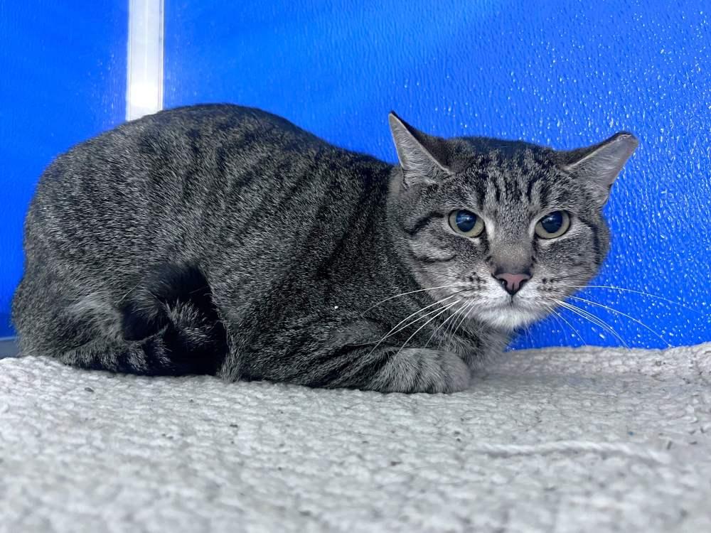 Enlarge Pelly, a Adoptable Domestic Short Hair in Colorado Springs, CO image 2/2