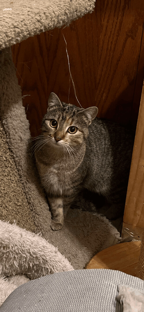 Tillie — The Playful Sweetheart