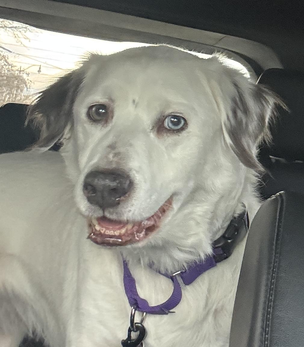 Zora, a ADOPTABLE mixed breed in Whitewater, WI image 1/5