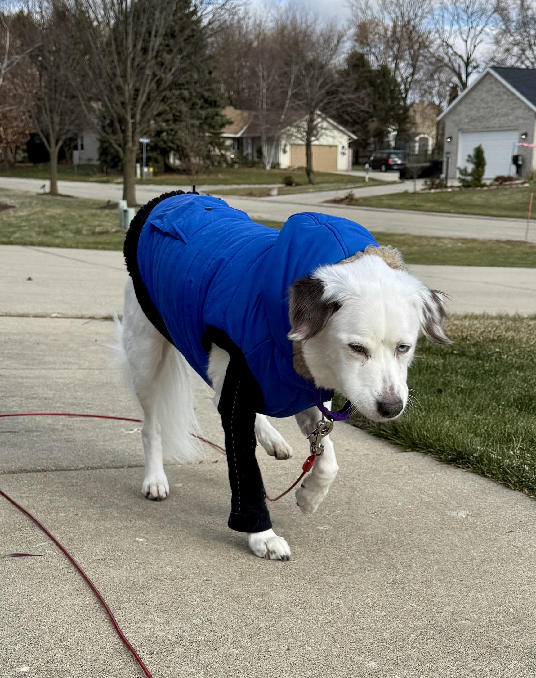 Zora, a ADOPTABLE mixed breed in Whitewater, WI image 2/5
