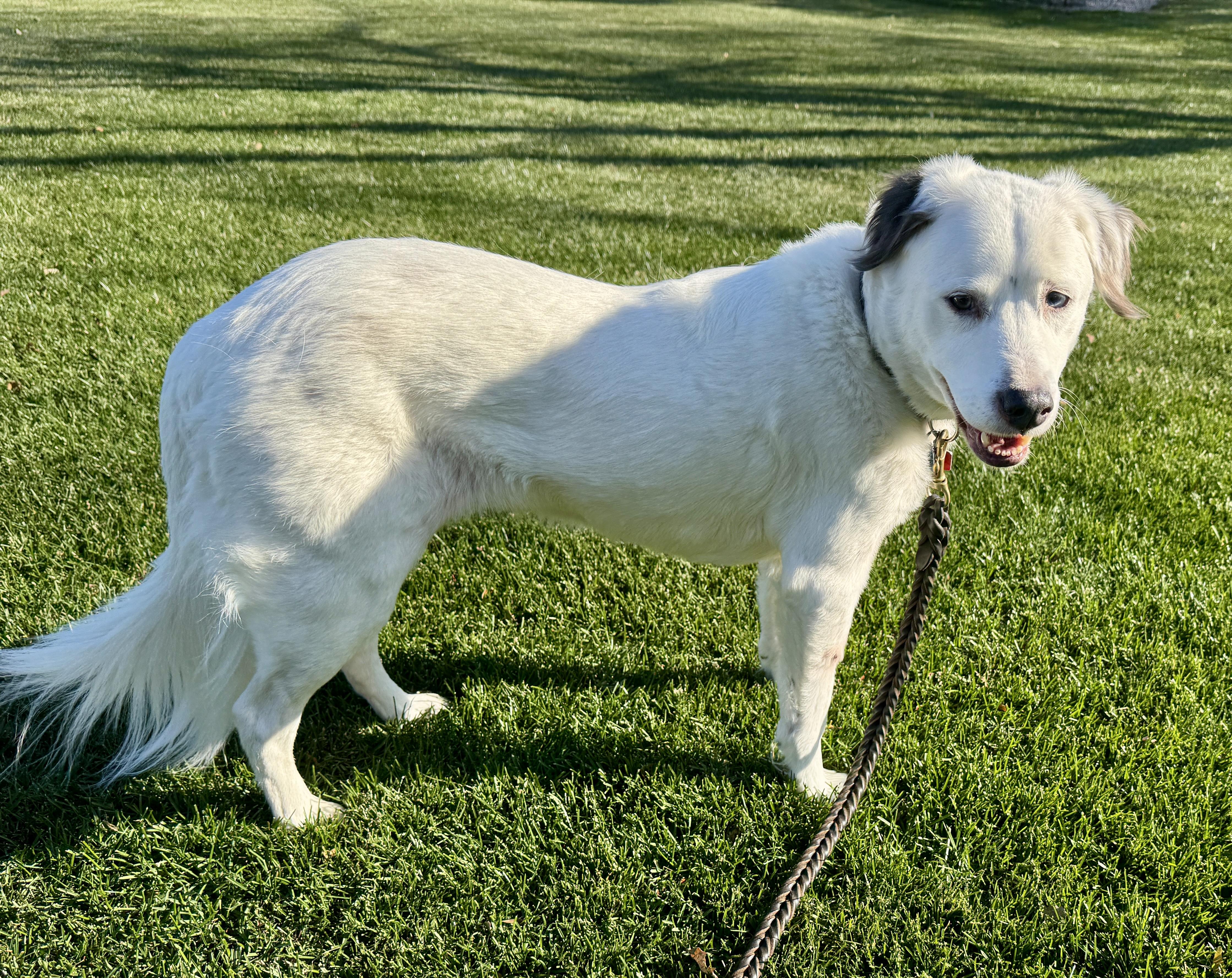 Zora, a ADOPTABLE mixed breed in Whitewater, WI image 3/5