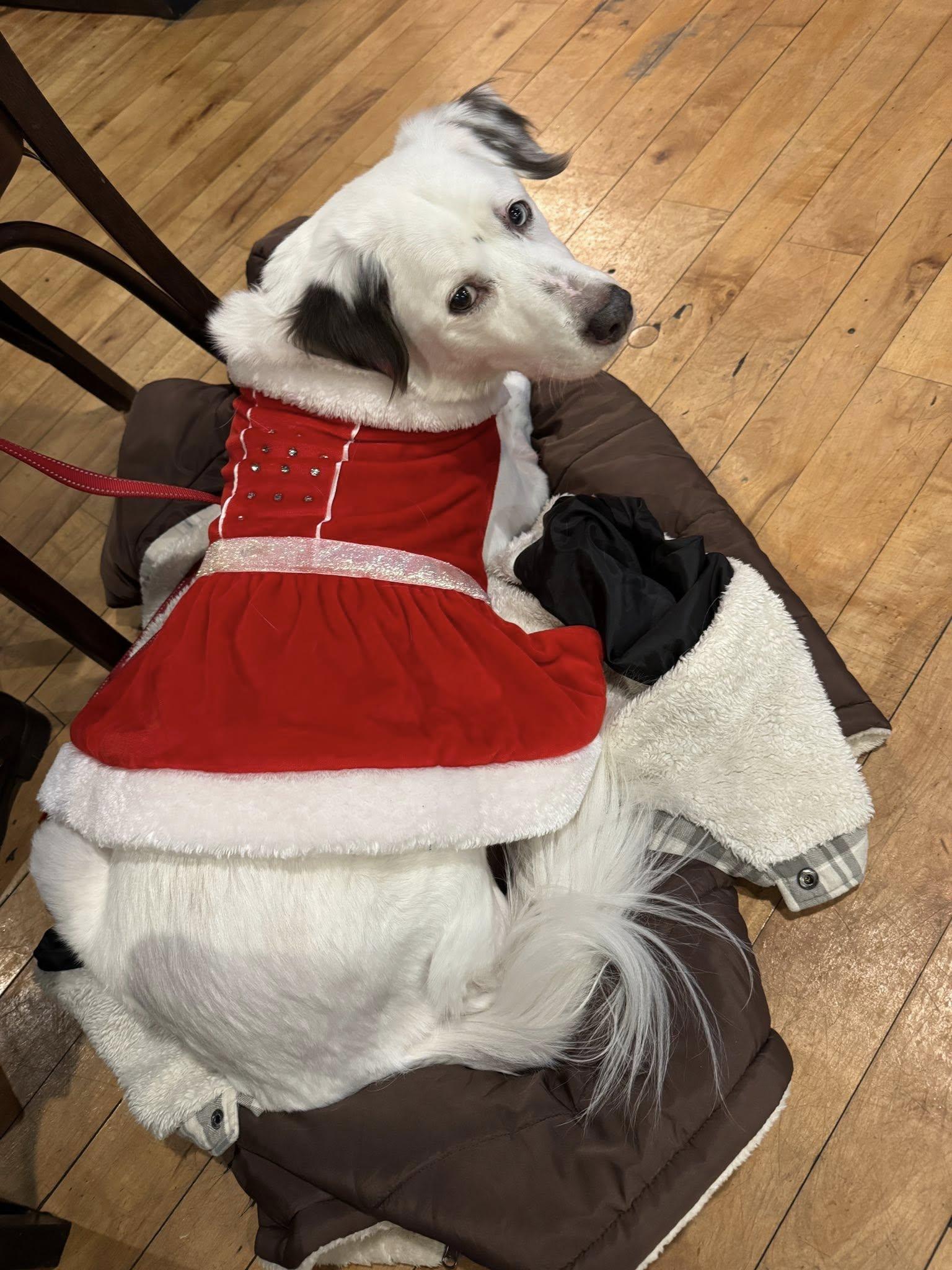 Zora, a ADOPTABLE mixed breed in Whitewater, WI image 4/5