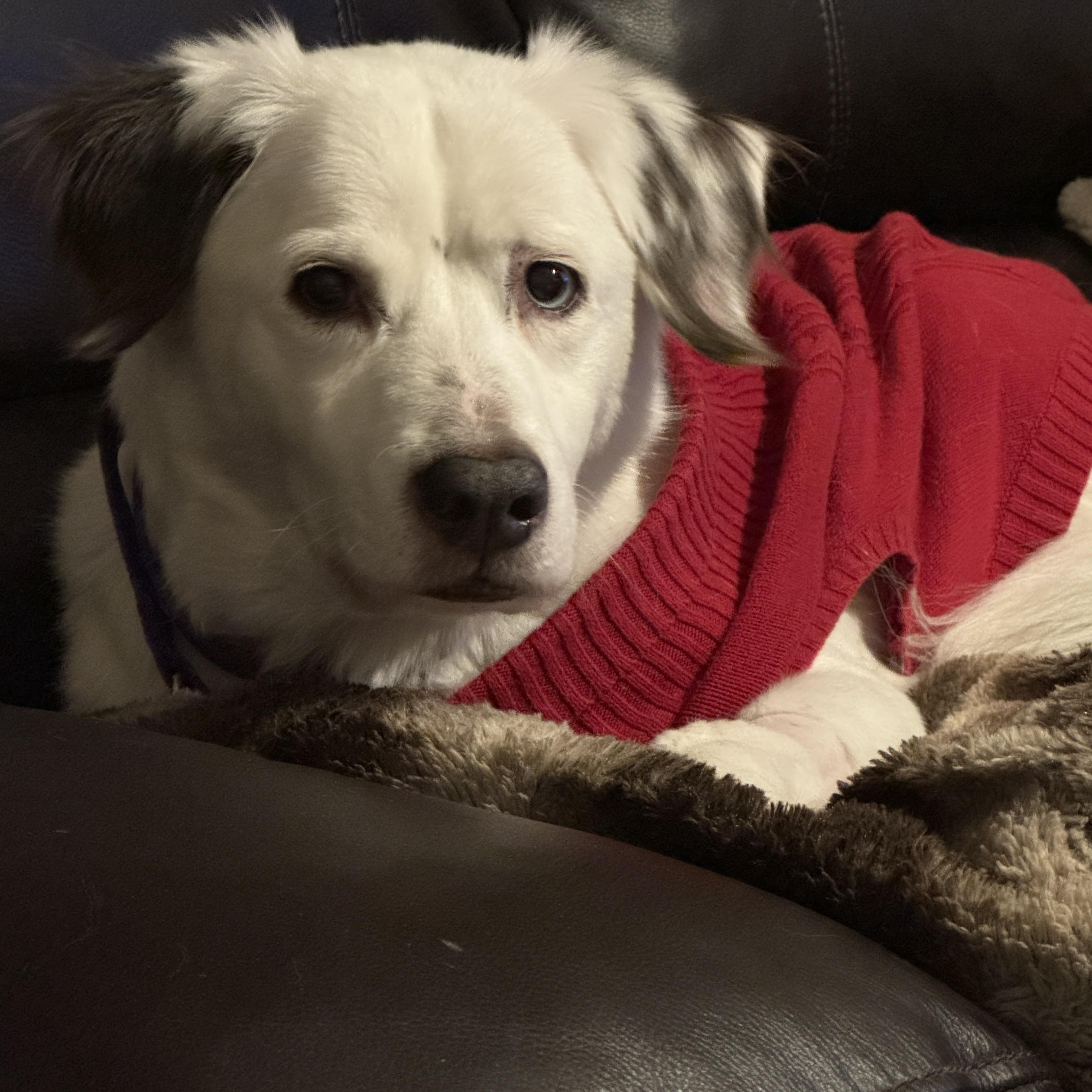 Zora, a ADOPTABLE mixed breed in Whitewater, WI image 5/5