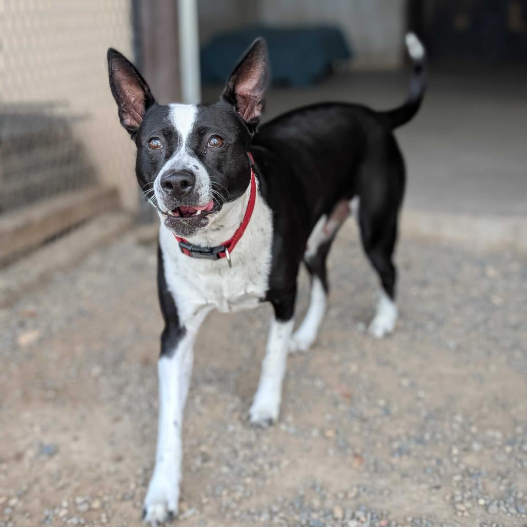 Echo, Adoptable, Senior Female Australian Cattle Dog / Blue Heeler & Pit Bull Terrier.
