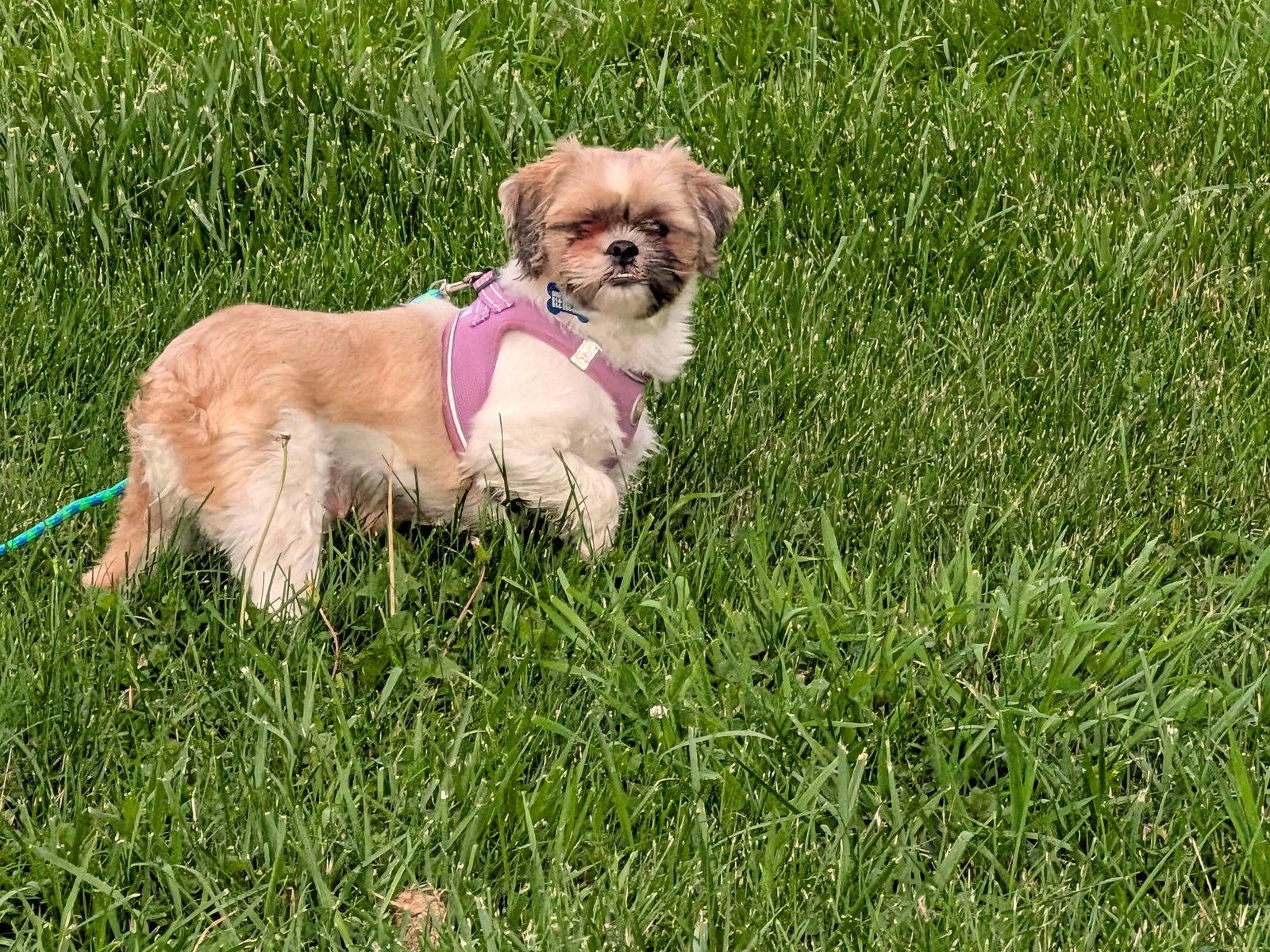 Enlarge Pippa-ARR, a Adoptable Shih Tzu in Pataskala, OH image 2/3