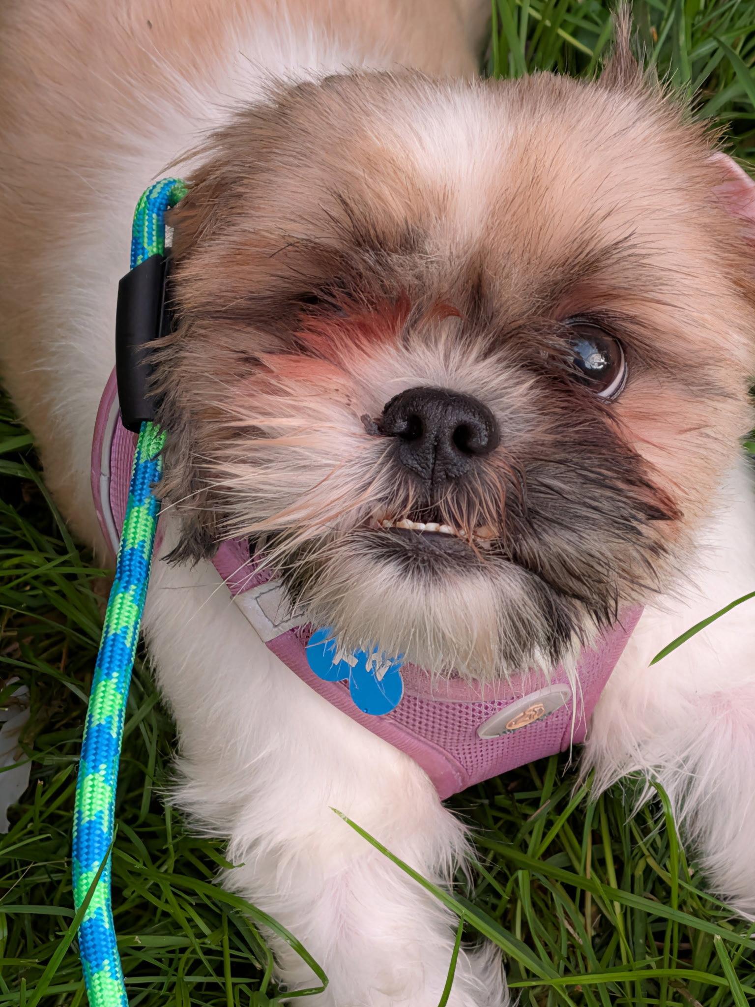Enlarge Pippa-ARR, a Adoptable Shih Tzu in Pataskala, OH image 3/3
