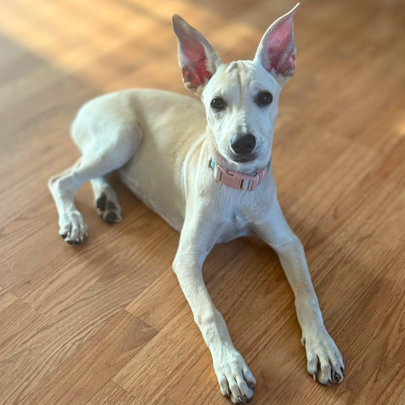 Killari, a Adoptable mixed breed in Annapolis, MD image 2/6