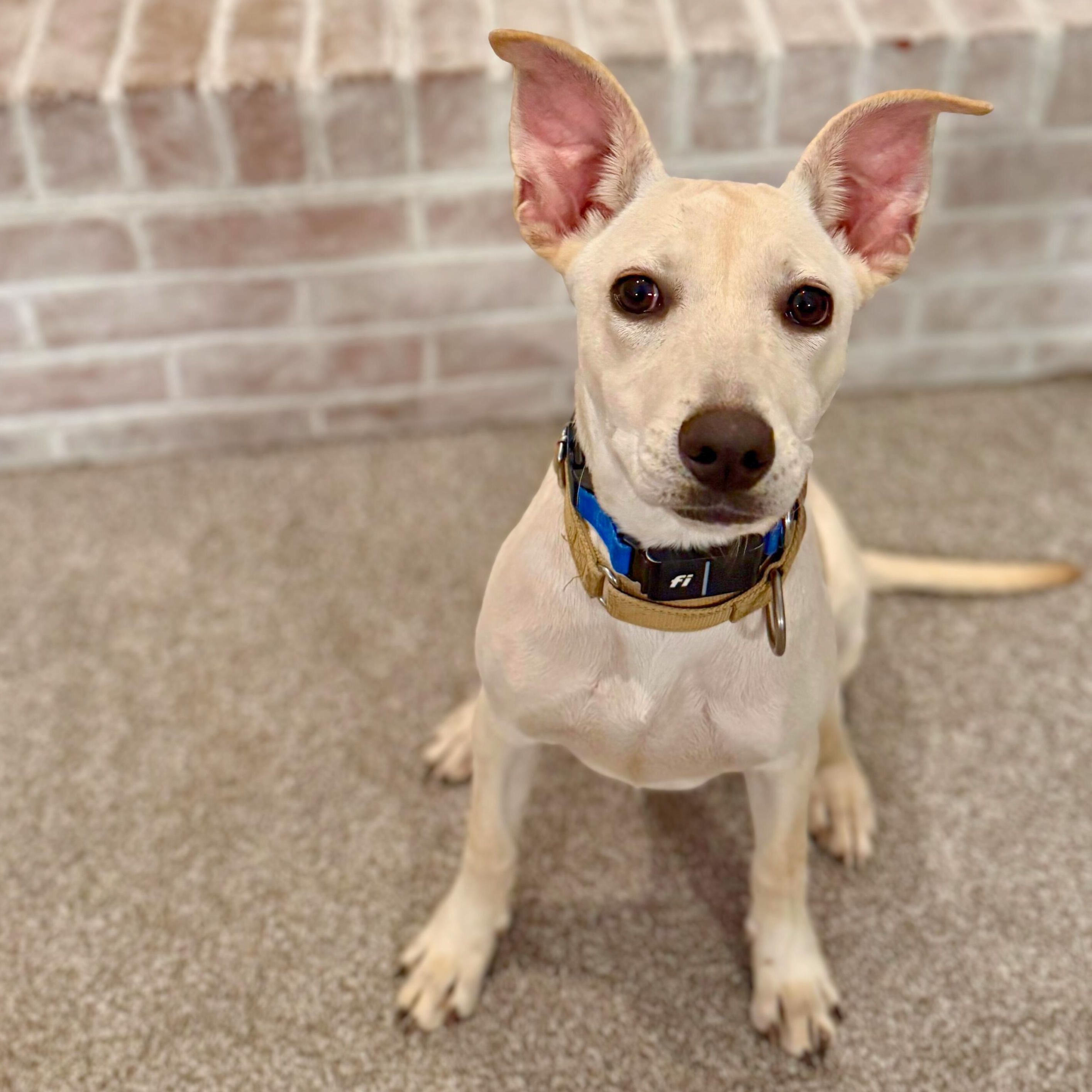 Killari, a Adoptable mixed breed in Annapolis, MD image 1/6