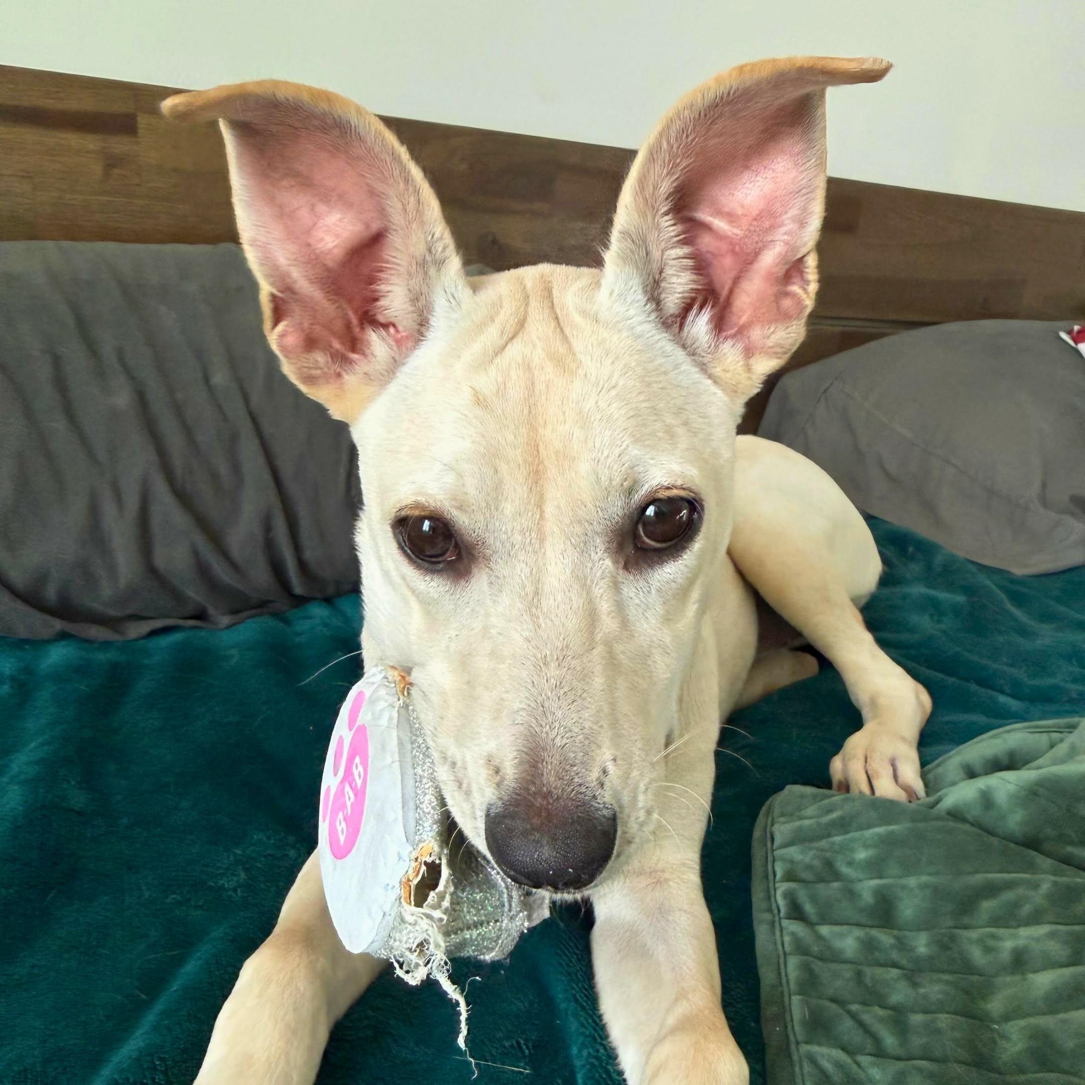 Killari, a Adoptable mixed breed in Annapolis, MD image 3/6