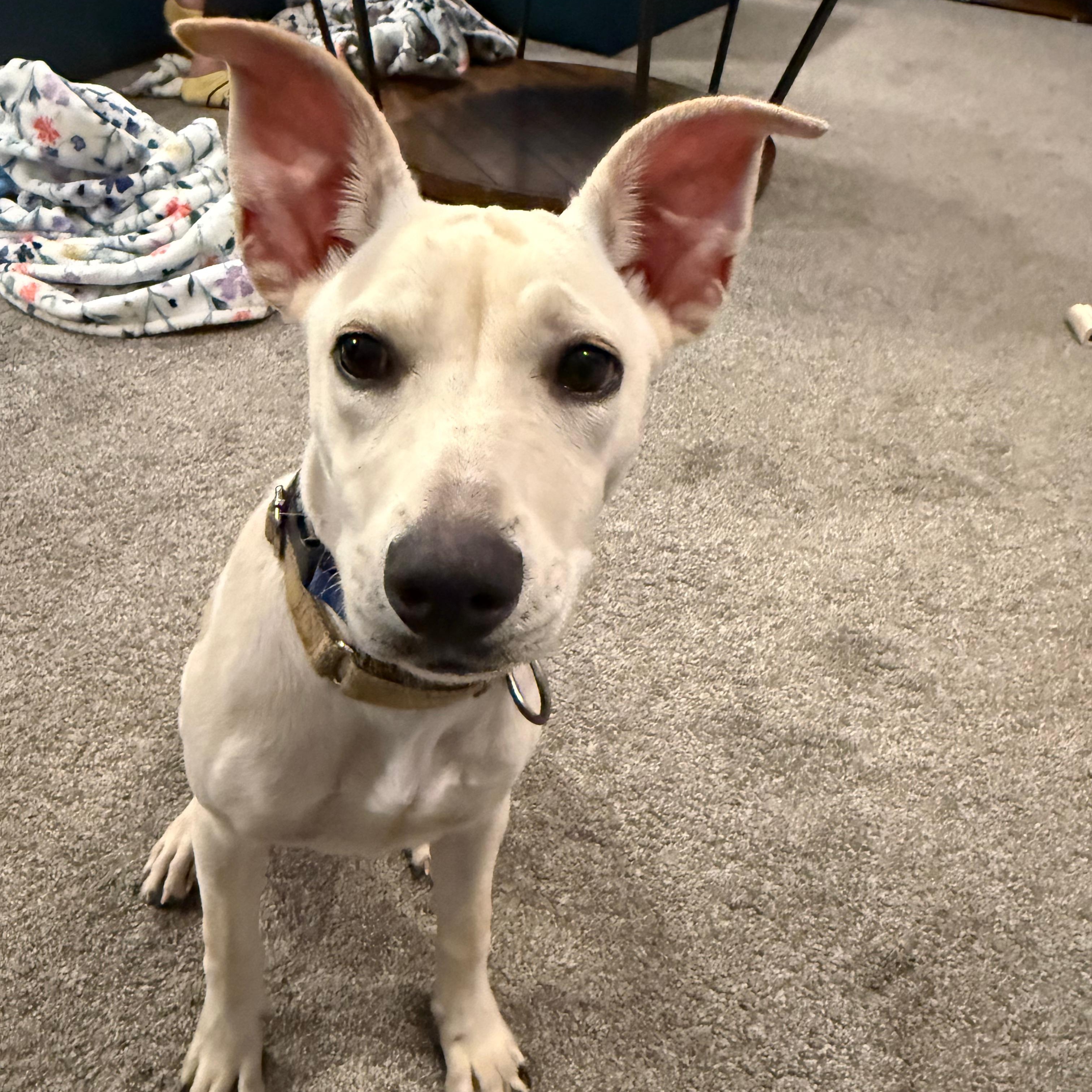 Killari, a Adoptable mixed breed in Annapolis, MD image 5/6