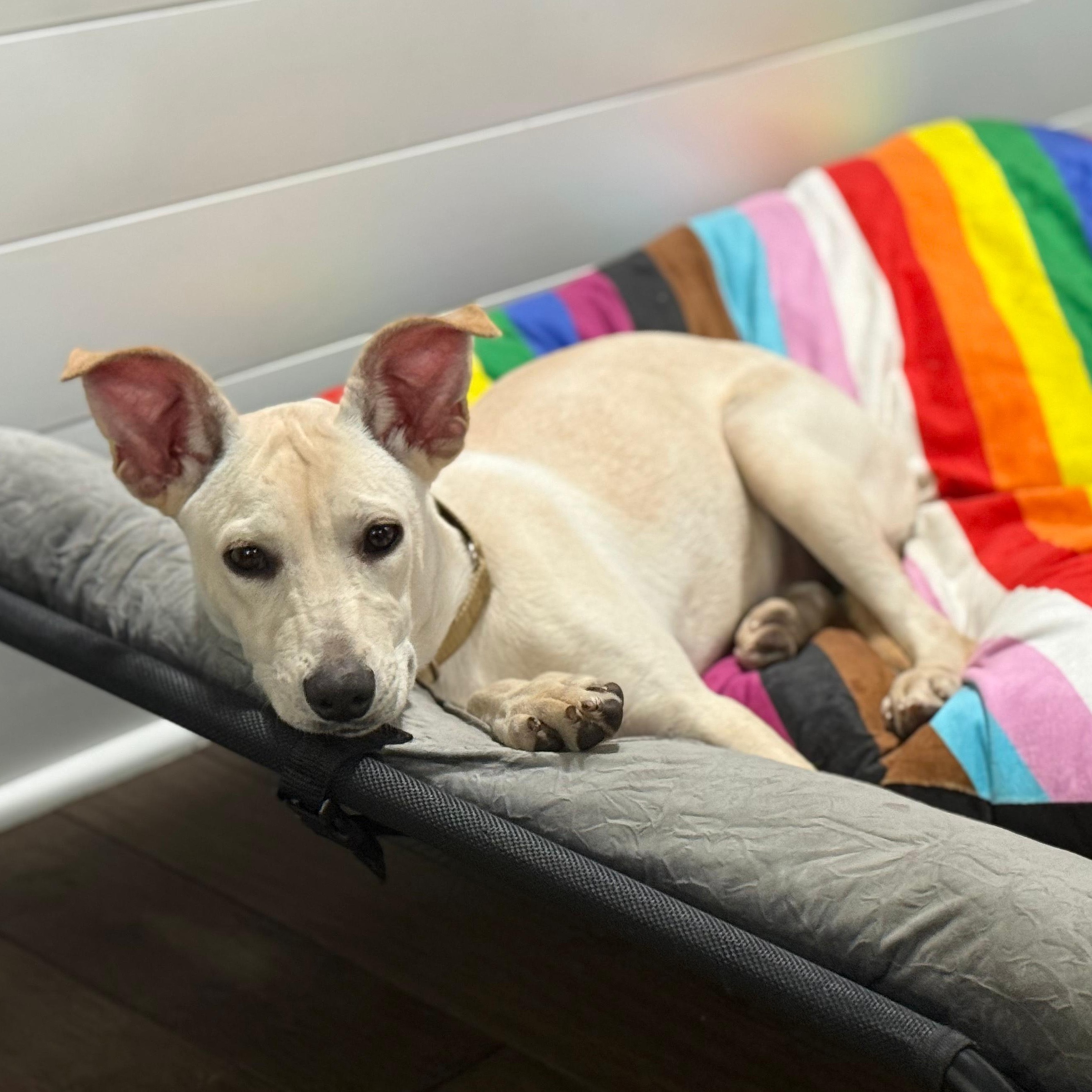 Killari, a Adoptable mixed breed in Annapolis, MD image 6/6