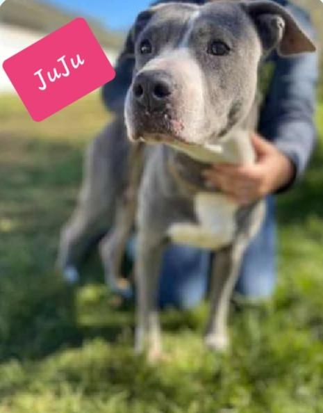 JUJU, Adopted, Adult Female Pit Bull Terrier.