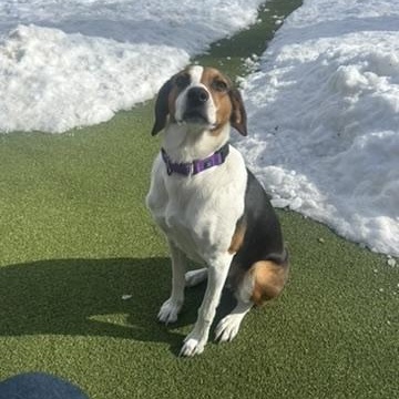 Sammi, a ADOPTABLE Hound in New Bedford, MA image 1/4