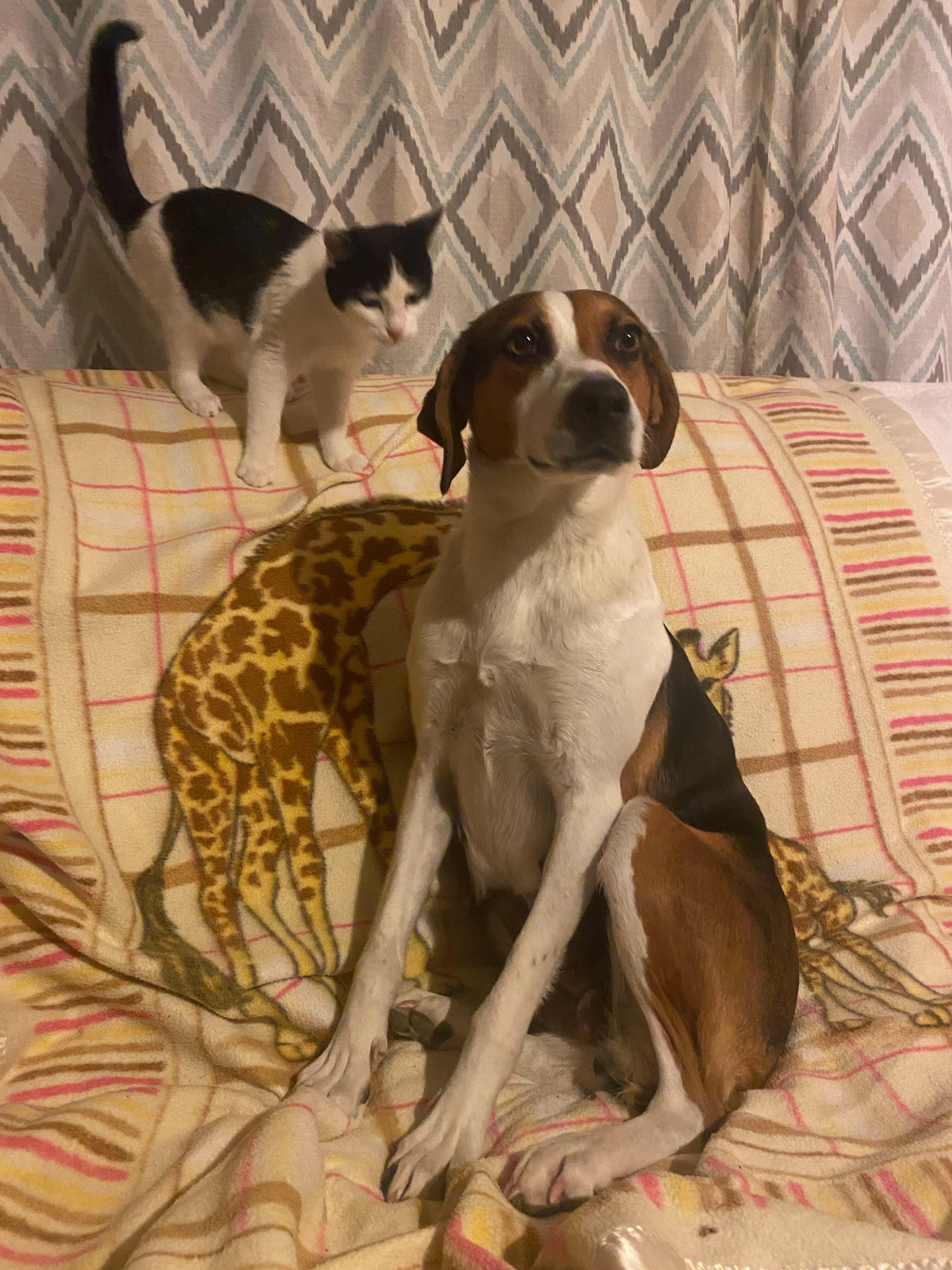 Sammi, a ADOPTABLE Hound in New Bedford, MA image 2/4