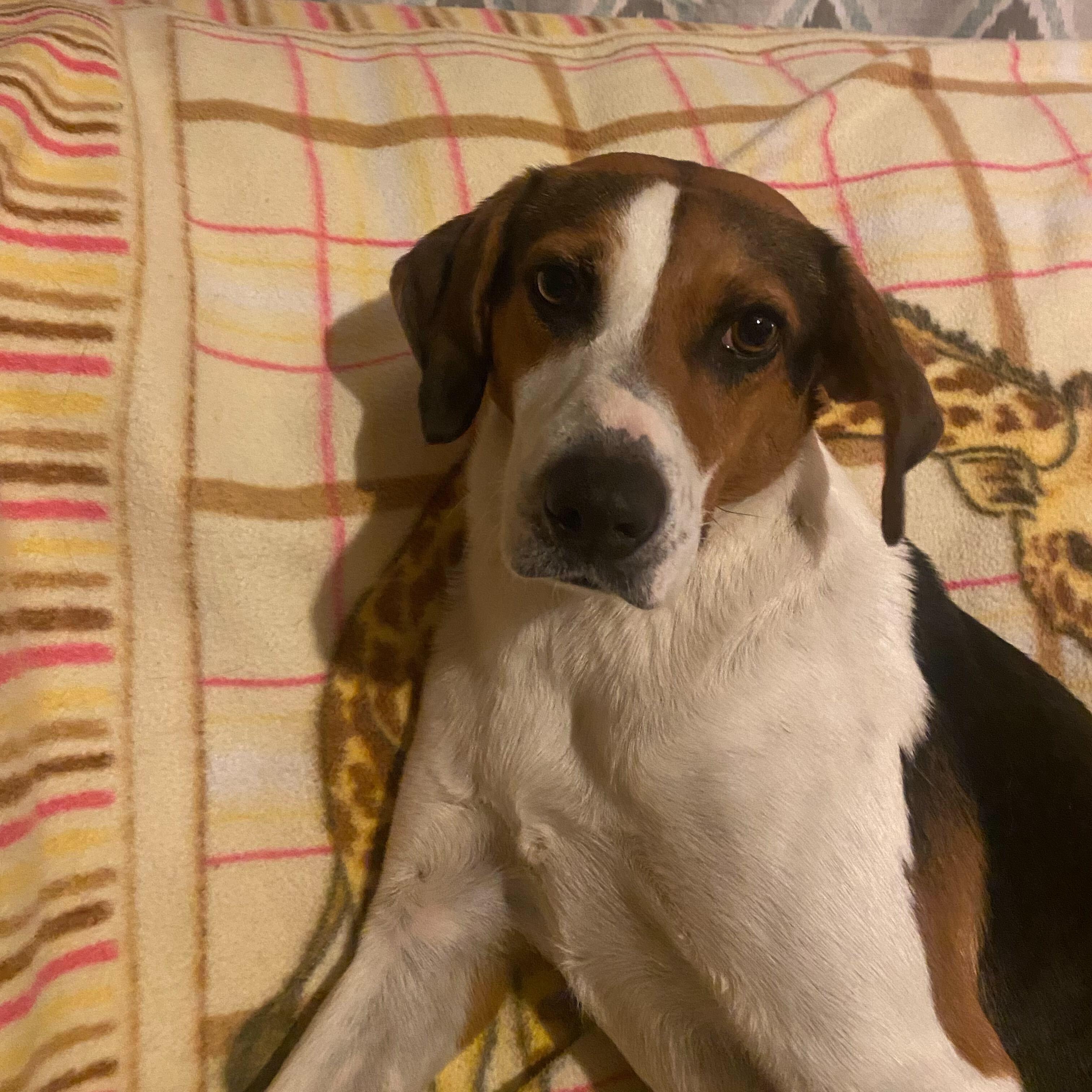 Sammi, a ADOPTABLE Hound in New Bedford, MA image 3/4