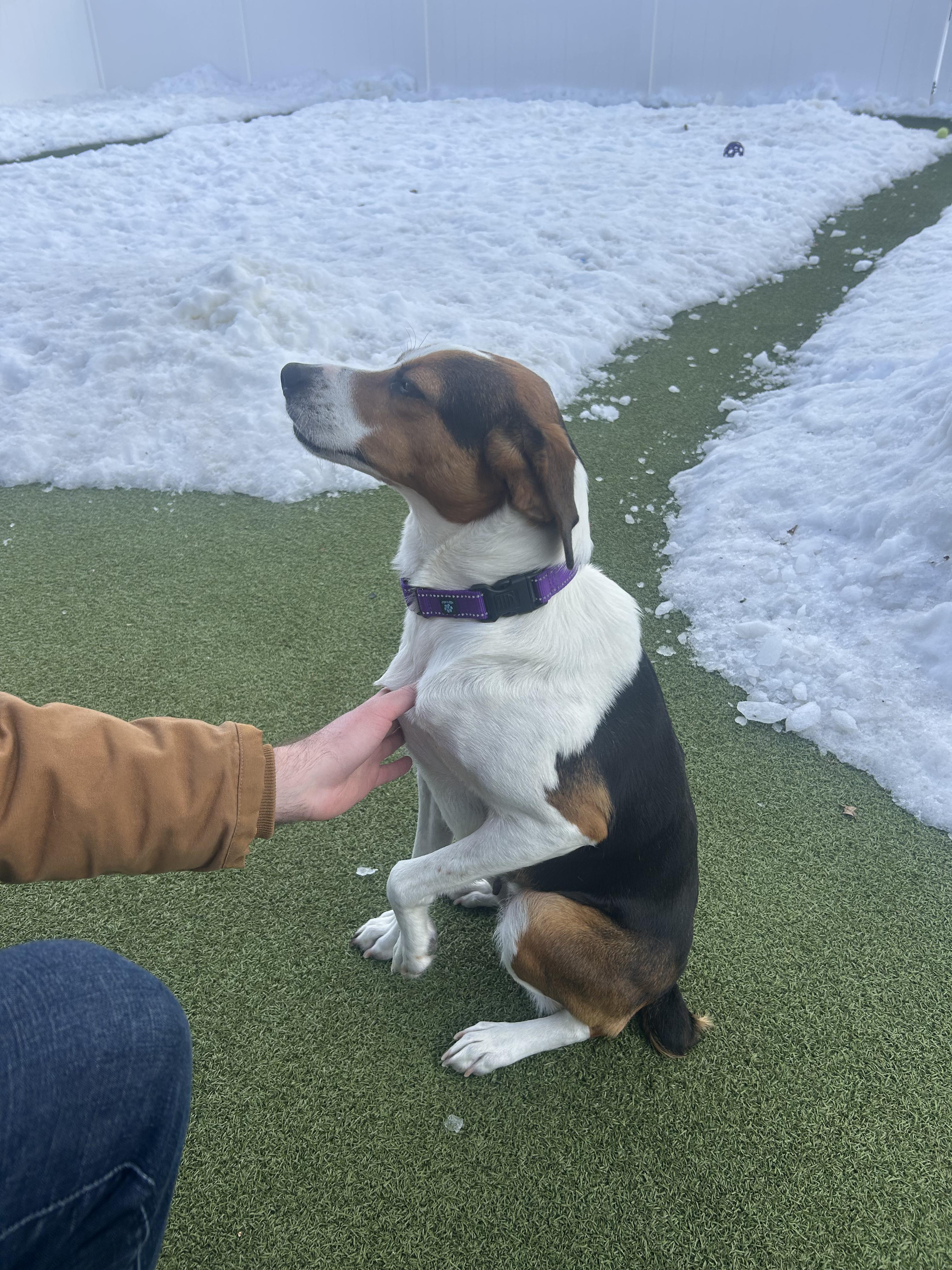 Sammi, a ADOPTABLE Hound in New Bedford, MA image 4/4